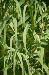 Similar image 1037480