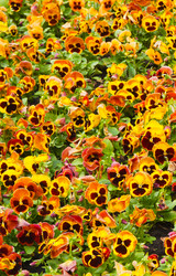 Similar image 1038137