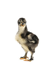 Similar image 1039906