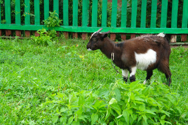 Similar image 1042180