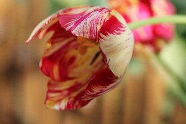 Similar image 1043710