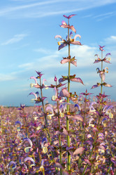 Similar image 1044487