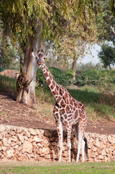 Similar image 1045904