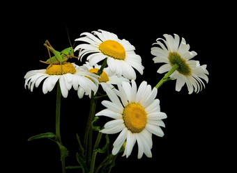 Similar image 1046710