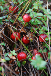 Similar image 1056949