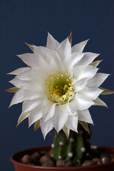 Similar image 1057178