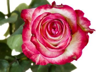 Similar image 1060833