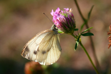 Similar image 1063355