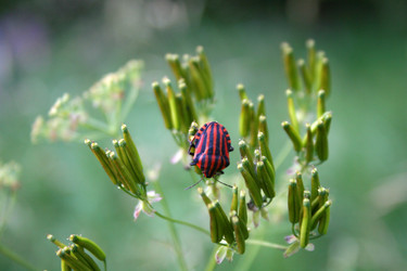 Similar image 1064861