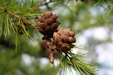 Similar image 1065267