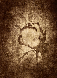 Similar image 1065367