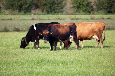 Similar image 1065563