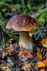 Similar image 1065727