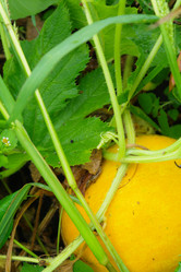 Similar image 1067384