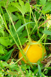 Similar image 1067385