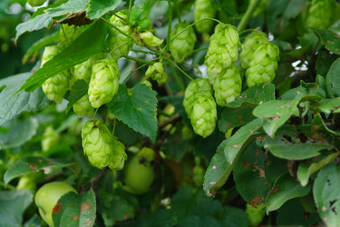 Similar image 1067387