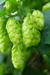 Similar image 1067388