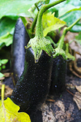 Similar image 1067391