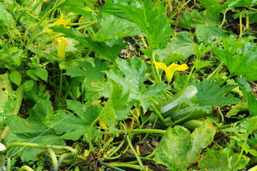 Similar image 1067402