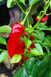 Similar image 1067424