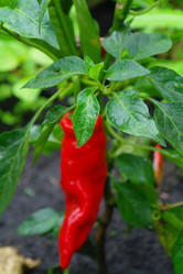 Similar image 1067425