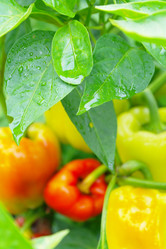 Similar image 1067428