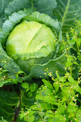 Similar image 1067442