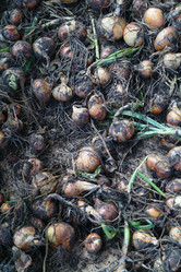 Similar image 1067472