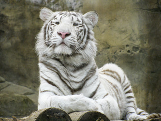 Similar image 1067488