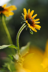 Similar image 1067767