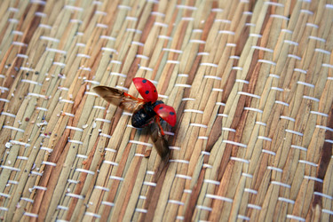 Similar image 1068207