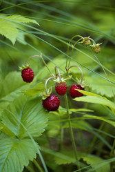 Similar image 1068268