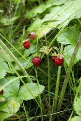 Similar image 1068274