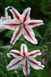 Similar image 1069206