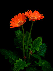 Similar image 1069935