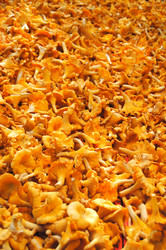 Similar image 1070115