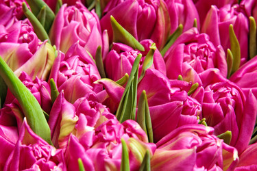 Similar image 1070336