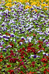 Similar image 1070354