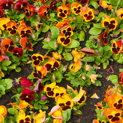 Similar image 1070355