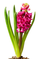 Similar image 1070358