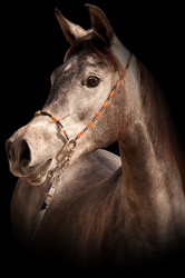 Similar image 1070371