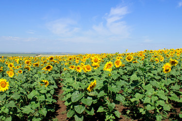 Similar image 1070375