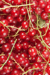 Similar image 1070396