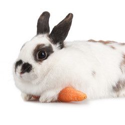 Similar image 1070416