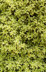 Similar image 1070547