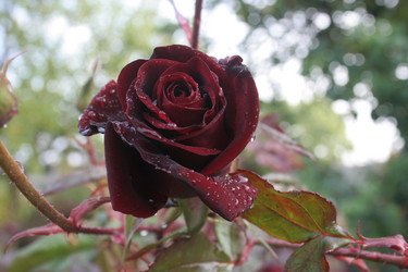 Similar image 1071062