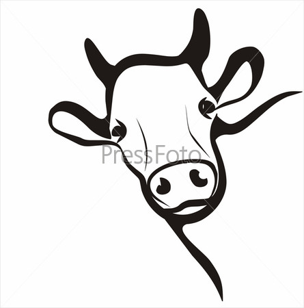 морда коровы рисунок