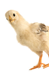 Similar image 1072615