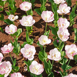 Similar image 1072867