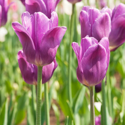 Similar image 1072870